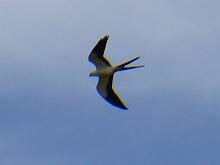 Swallow-tailed Kite